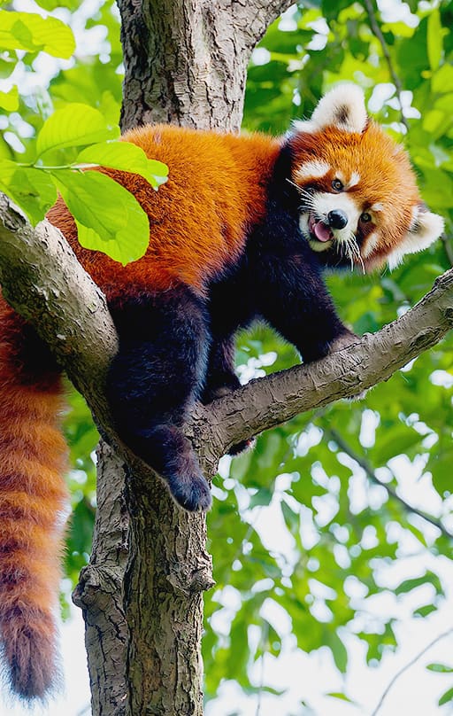 red panda